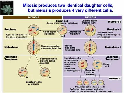 MEIOSIS AND SEXUAL LIFE CYCLES - ppt download