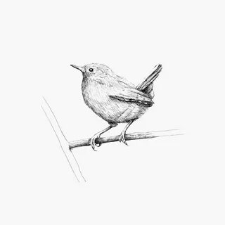 Illustraties Drawings, Bird drawings, Watercolor artists