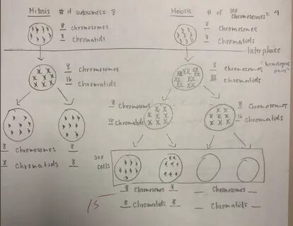 Amoeba Sisters Meiosis Worksheet Answer Key : Comparing Mito