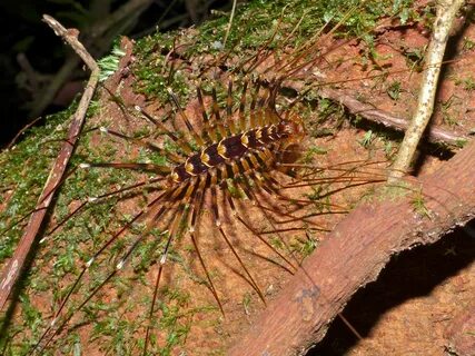 File:Long-legged Centipede (Thereuopoda longicornis) (154884