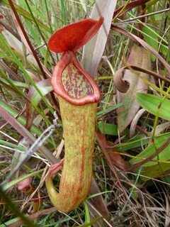 Nepenthes kampotiana - Alchetron, The Free Social Encycloped