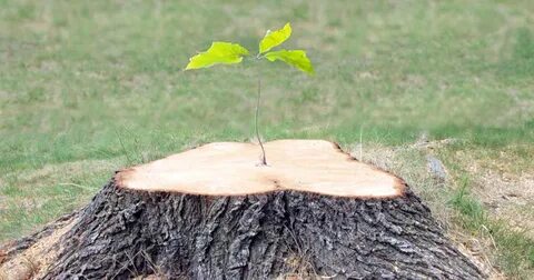 How To Remove A Tree Stump And Roots By Hand " New Ideas