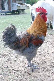 Blue Copper Maran BackYard Chickens - Learn How to Raise Chi