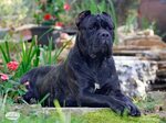 Cane Corso - Update Every Time