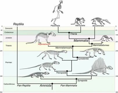 Mammal forerunner that reproduced like a reptile sheds light