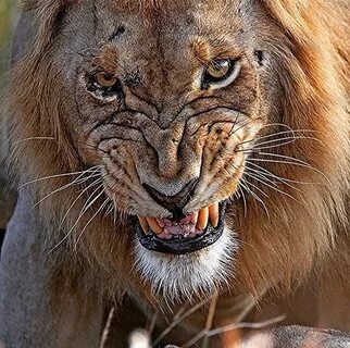 wildest Male lion, Lion pictures, Lion photography