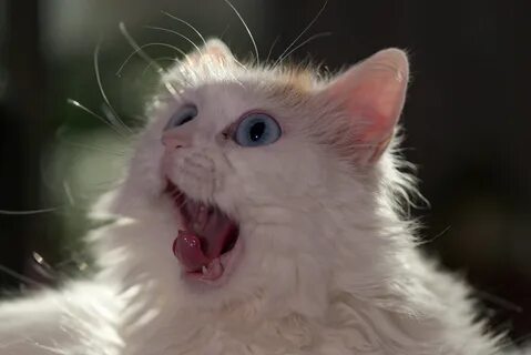 HD desktop wallpaper: Animals, Cat, Fluffy, Muzzle, Language