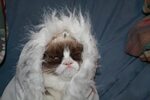 grumpy cat winter Memes - Imgflip