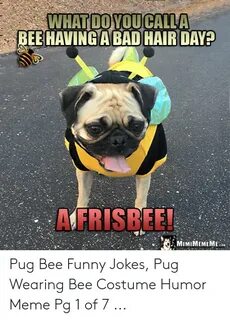 🐣 25+ Best Memes About Pug Bee Pug Bee Memes