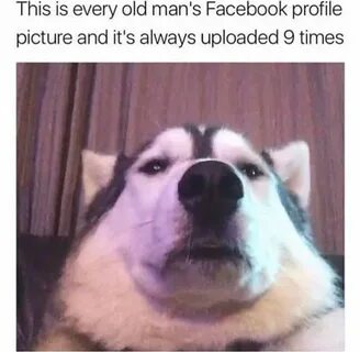 The EmBARKadero Funny dog memes, Facebook profile picture, A