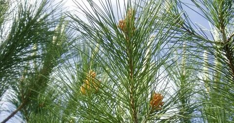 PINO PIÑONERO: Pinus pinea