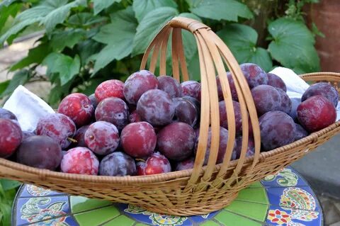 Plum Lucky - Gardening Nirvana