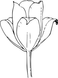 Tulips Coloring Pages - Coloring Cool