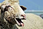 Free picture: agriculture, livestock, sheep, animal, merino,