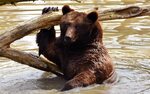 Brown bear bathing in water 750x1334 iPhone 8/7/6/6S wallpap