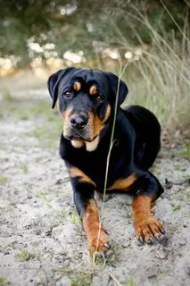 Pin by J.Rezz ♒ on Pins On The Go Rottweiler puppies, Rottwe