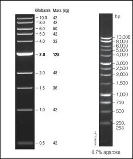 Pictorial representation of the 1kb DNA ladder from New Engl