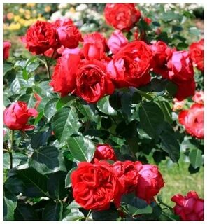 Роза Red eden rose - купить по выгодной цене на Яндекс.Марке