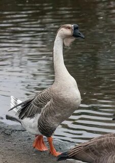 Category:African geese - Wikimedia Commons