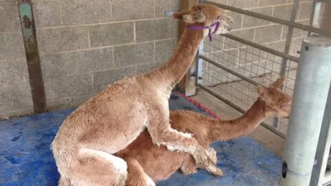 Alpacas mating - YouTube