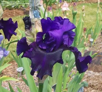 PlantFiles Pictures: Tall Bearded Iris 'Midnight Majesty' (I