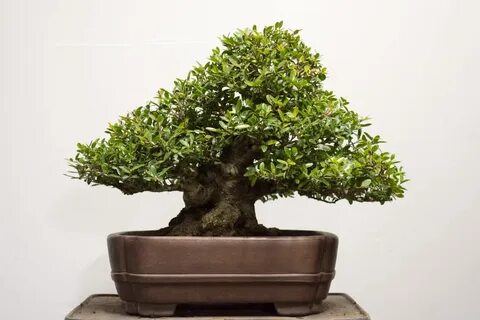 Chinese Holly Bonsai - Bonsai Image