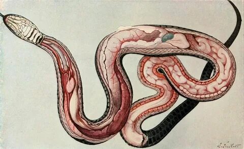 The viscera of a snake from by Dr. Otto zur Strassen, 1913. 