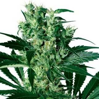 Семена ганжа Auto Namor feminised GanjaVIP Seeds BangSeeds К