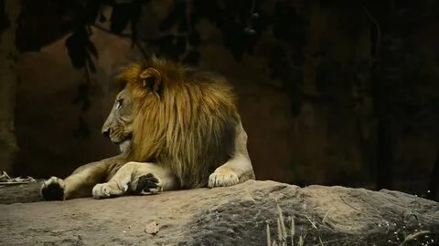 African Lion Male Zoowildlife Video Footage: стоковое видео 
