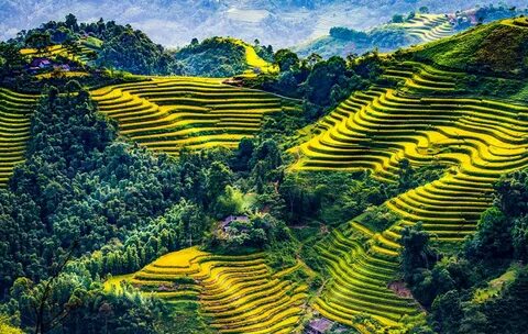 Фотография Вьетнам Mu Cang Chai Природа Поля Леса Холмы Viet