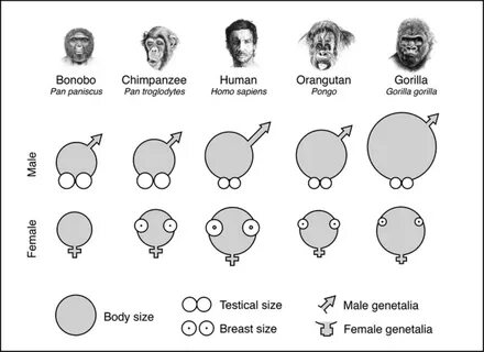 penis, testicle, body, and ****** size of the apes