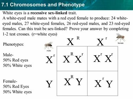 7.1 Chromosomes and Phenotype: Autosomal Genetic Disorders -