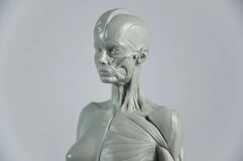 3dscan human anatomy model zbrush character design male