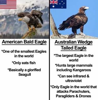 33 Funny 4th Of July Memes Wedge tailed eagle, Bald eagle, M