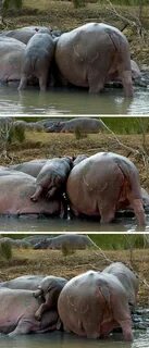 Hippo Tries To Shimmy Her Way Into Family Huddle, Struggles 