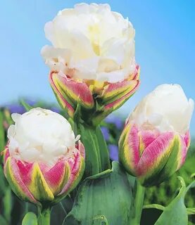 Pin by Ll Koler on Flores - Flowers - Blumen Tulips, Plants,