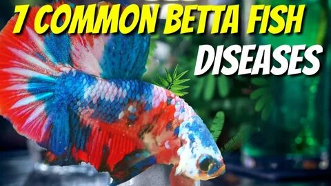7 COMMON BETTA DISEASES FOR BETTA LOVERS - YouTube