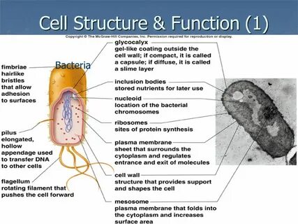 Cellular Biochemistry: Cell Structure & Function - ppt downl