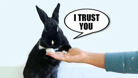 10 Signs Your Rabbit REALLY Trusts You - YouTube