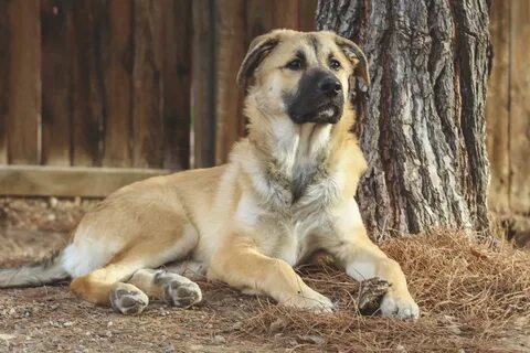 German Shepherd Great Pyrenees Mix 2022 Hybrid Cross Breed D