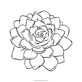 Transparent Succulent Outline Best Ideas Sketch Coloring Pag