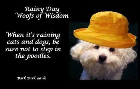 Rainy Day Wisdom Rainy day quotes, Rainy day, Raining cats a