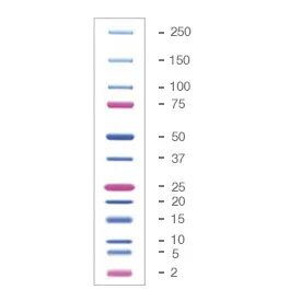 Белковые стандарты Precision Plus Protein Dual Xtra (не для 