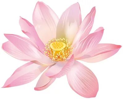 Lotus Flower Transparent Image Gallery Yopriceville - High-Q