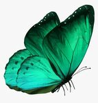 Transparent Butterflies Png Transparent - Blue Morpho Butter