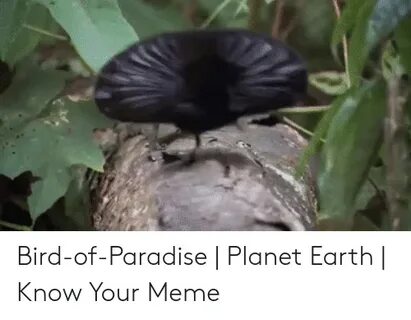 🐣 25+ Best Memes About Bird of Paradise Meme Bird of Paradis