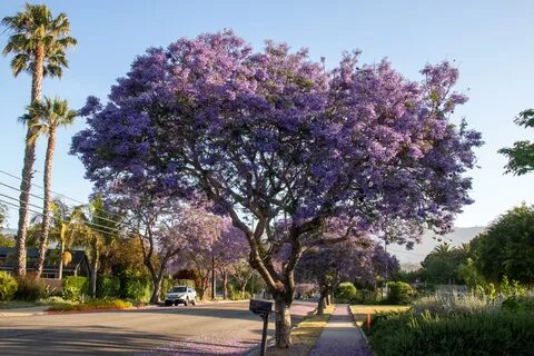 File:2020-143 Jacaranda Tree in Bloom (49923759371).jpg - Wi