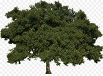 Oak Tree Leaf png download - 1522*1086 - Free Transparent Tr