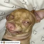 Sleeping Dogs! 🐶 💤 (@sleepingdogs) * Instagram ಫೋಟೋಗಳು ಮ