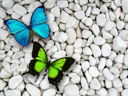 Desktop Butterfly Wallpapers - Wallpaper Cave